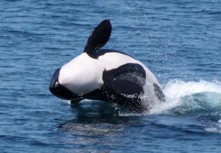 orcas at the sea of cortez