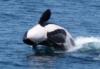 orcas at the sea of cortez - busadora