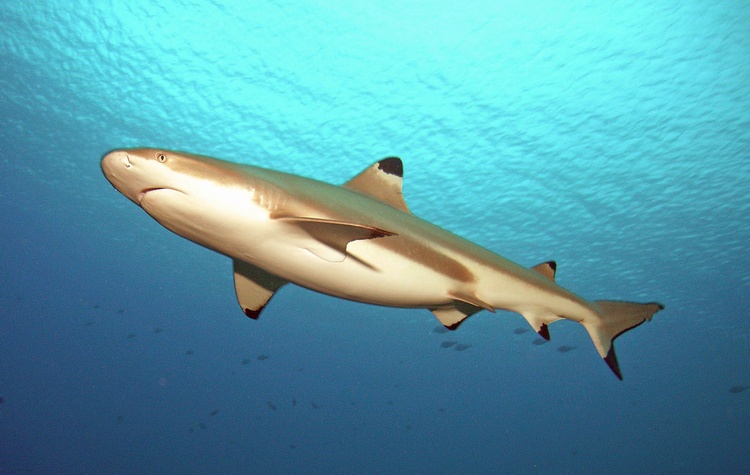 black tip shark
