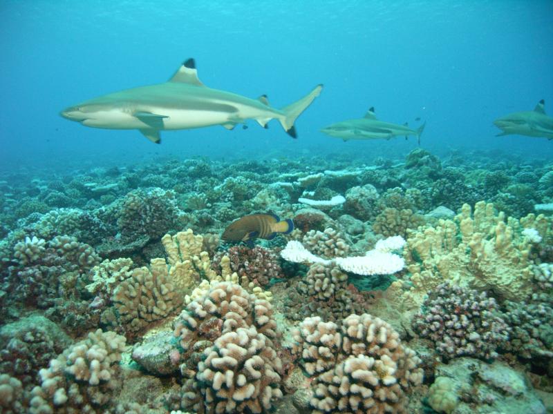 Tahiti sharks