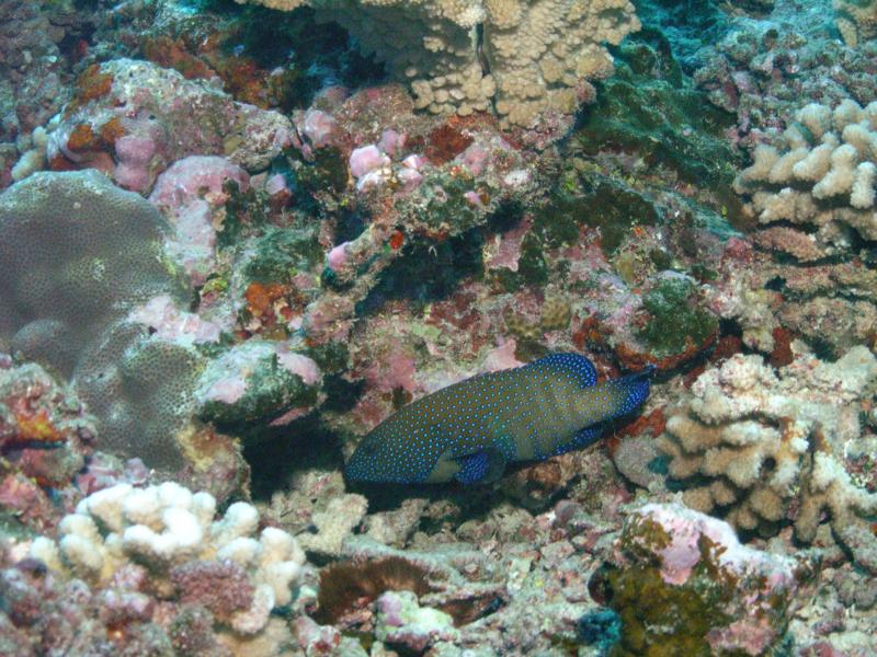 South Pacific blue spotted grouper