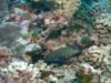 South Pacific blue spotted grouper