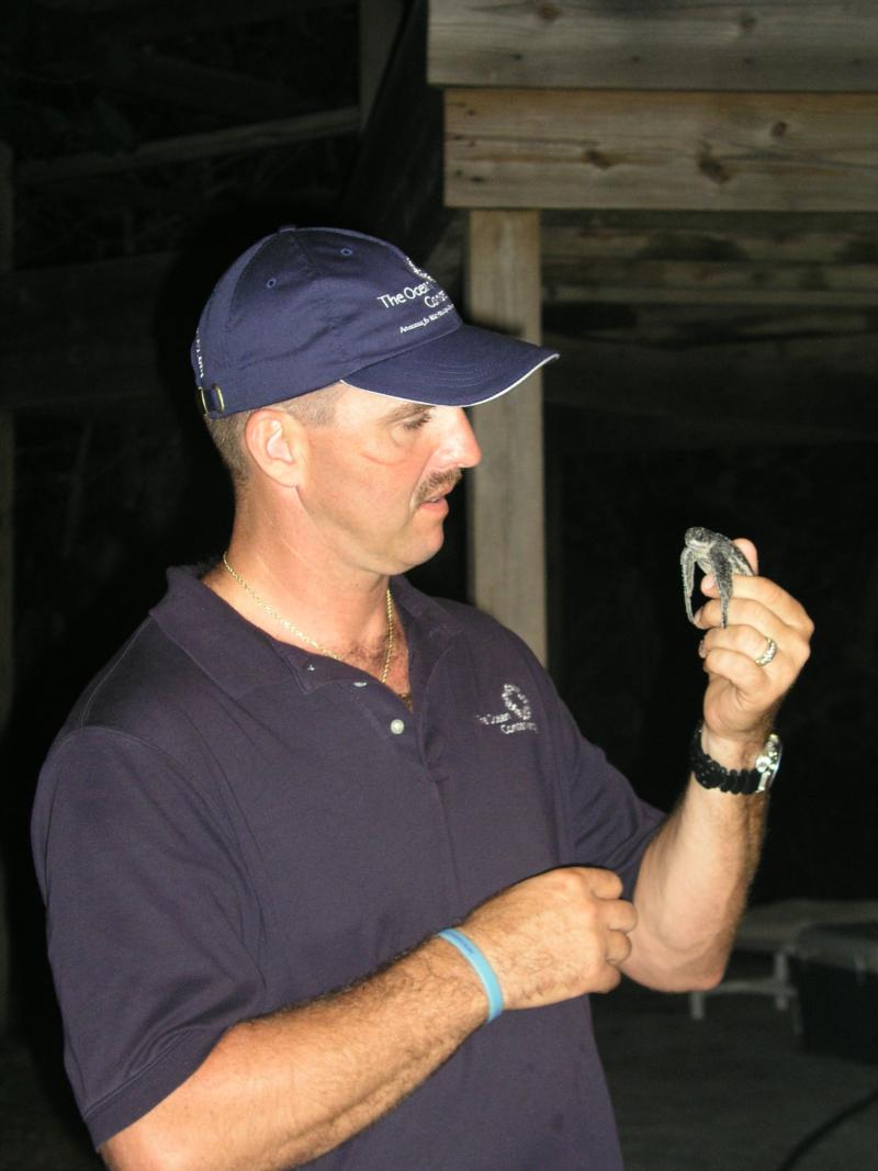 Me holding a baby leatherback turtle