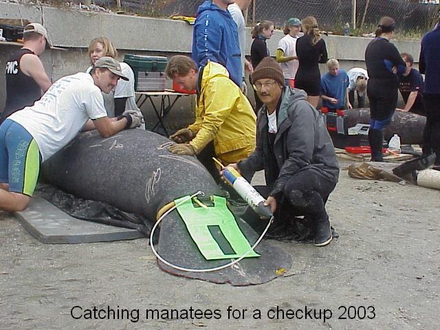 Manatee check up with FMRI staff