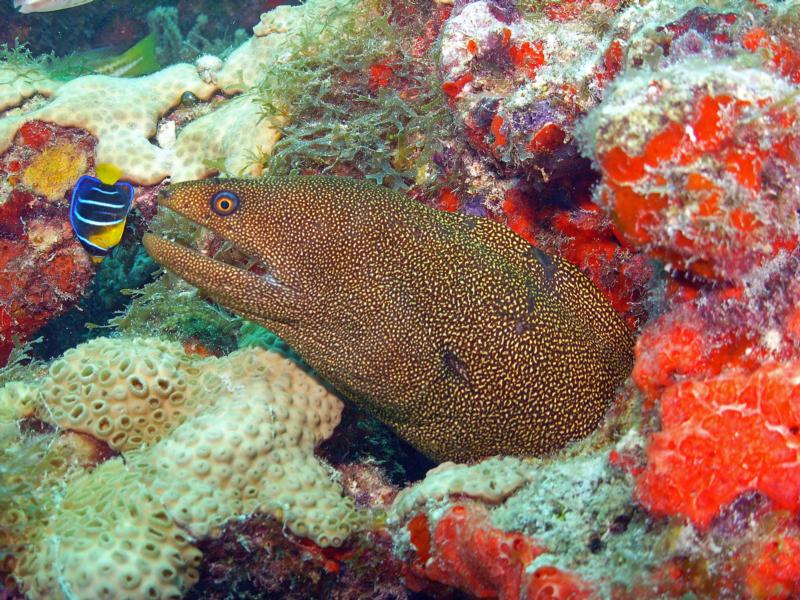 moray eel and juv queen angel