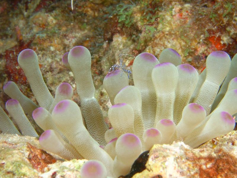 anemone with cleaner shrimp