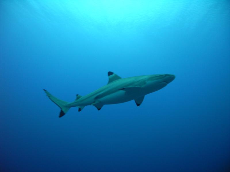 black tip reef shark