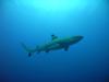 black tip reef shark