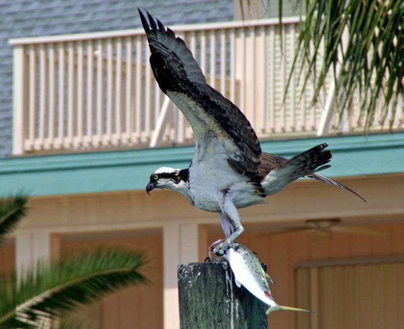 Osprey with spanish mackeral