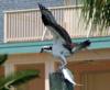 Osprey with spanish mackeral