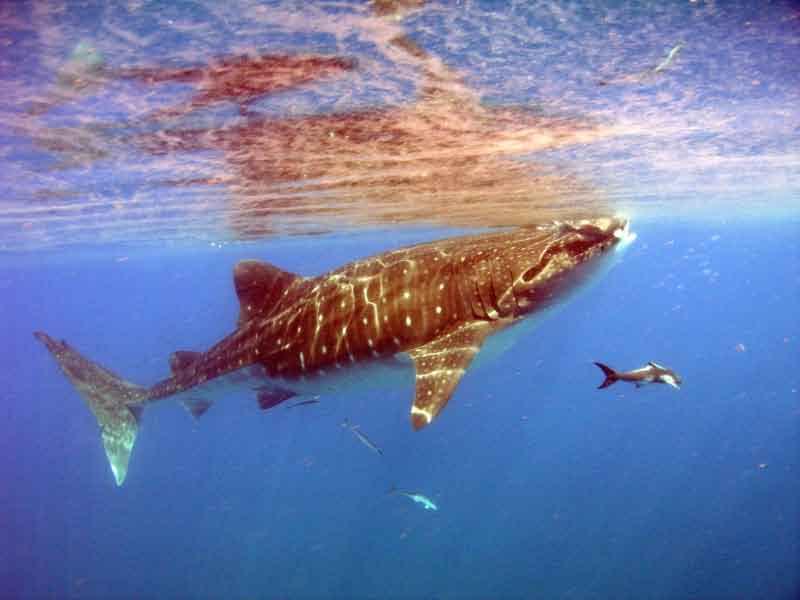 Whale shark in the Dry Tortugas