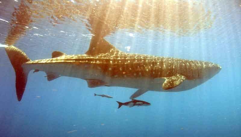 Whale shark in the Dry Tortugas