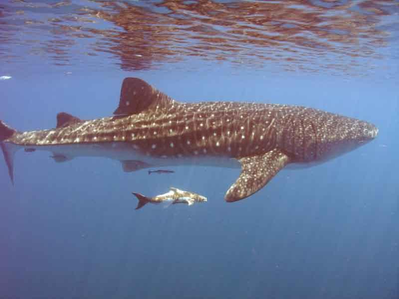 Tortugas whale shark 7/09