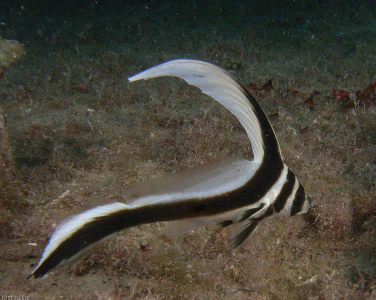 juvenile spotted drum on the Vandenberg. Photo taken by Bob Smyth 