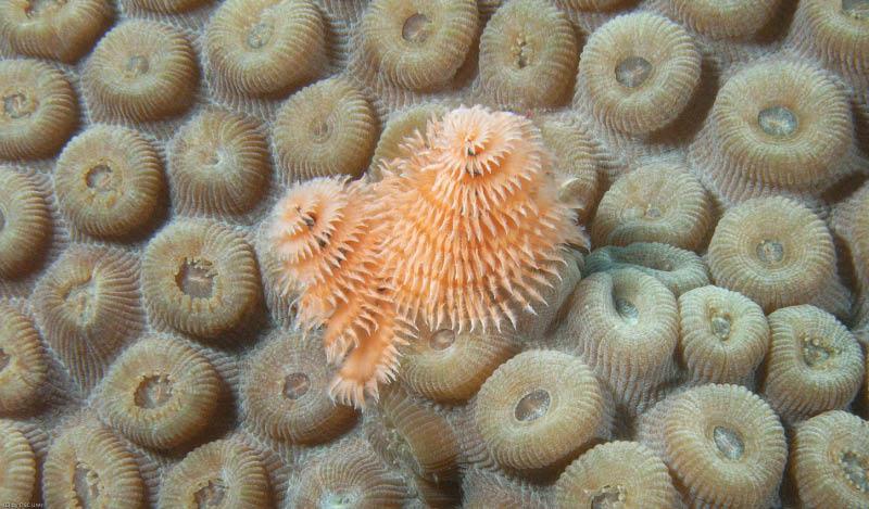 Christmas tree worms on coral head. Taken in the Dry Tortugas 7-10 by Bob Smyth