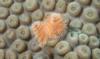 Christmas tree worms on coral head. Taken in the Dry Tortugas 7-10 by Bob Smyth