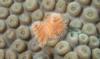 Christmas tree worms on coral head. Taken in the Dry Tortugas 7-10 by Bob Smyth