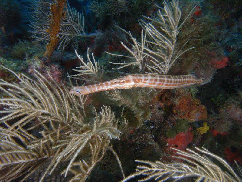 Trumpet fish. Taken in the Dry Tortugas 7/10