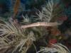 Trumpet fish. Taken in the Dry Tortugas 7/10