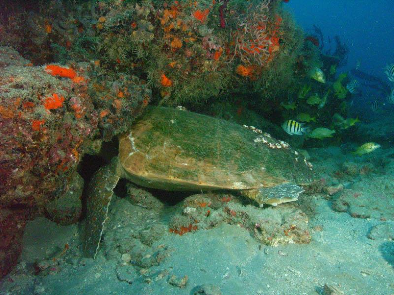 Loggerhead turtle napping. Taken by Bob Smyth in W. Palm Beach 7/10