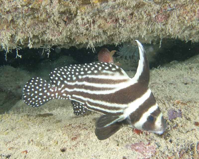 Banded butterfly fish. Taken by Bob Smyth in the Dry Tortugas 7/10