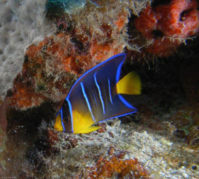 Juvenile queen angel fish taken by Bob Smyth in the Dry Tortugas 7/10