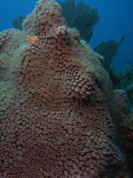 Rare coral with polyps out during the day. Taken in the Dry Tortugas by Bob Smyth