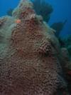 Rare coral with polyps out during the day. Taken in the Dry Tortugas by Bob Smyth