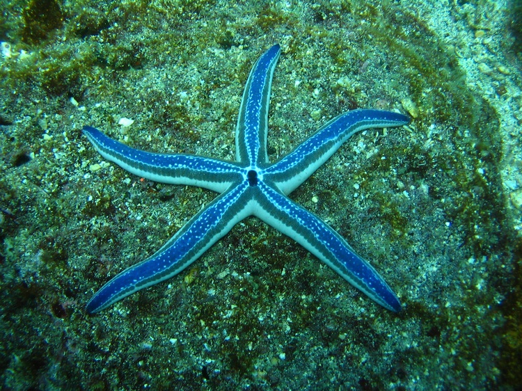 Starfish Galapagos