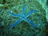 Starfish Galapagos