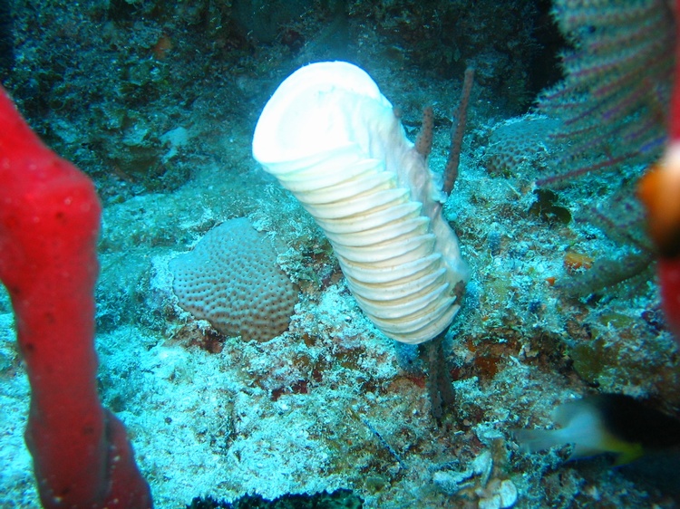 Does anybody know what this pod is - Bahamas