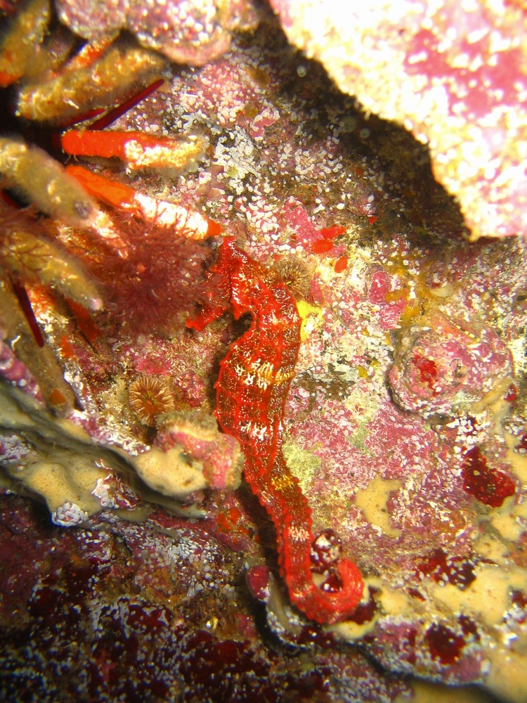 Sea Horse - Galapagos