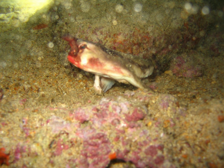 Red Liped Batfish - Galapagos
