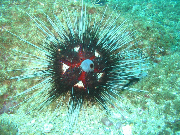 Urchin - Hautulco Mexico