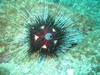 Urchin - Hautulco Mexico