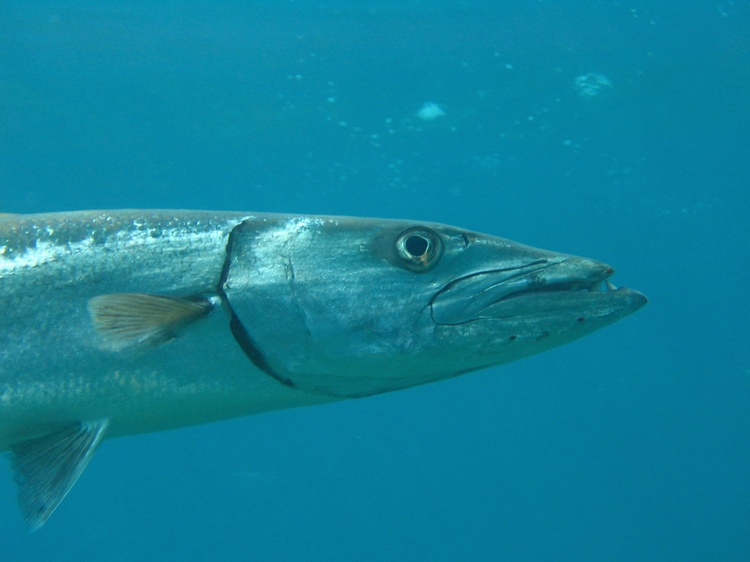 Barracuda - Roatan