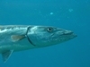 Barracuda - Roatan