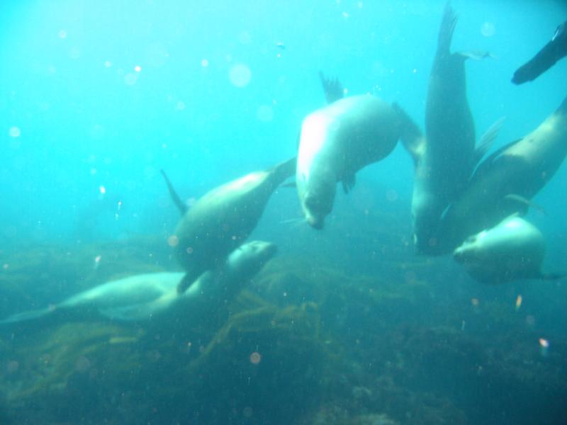 Sea Lions Coronado Islands