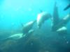 Sea Lions Coronado Islands