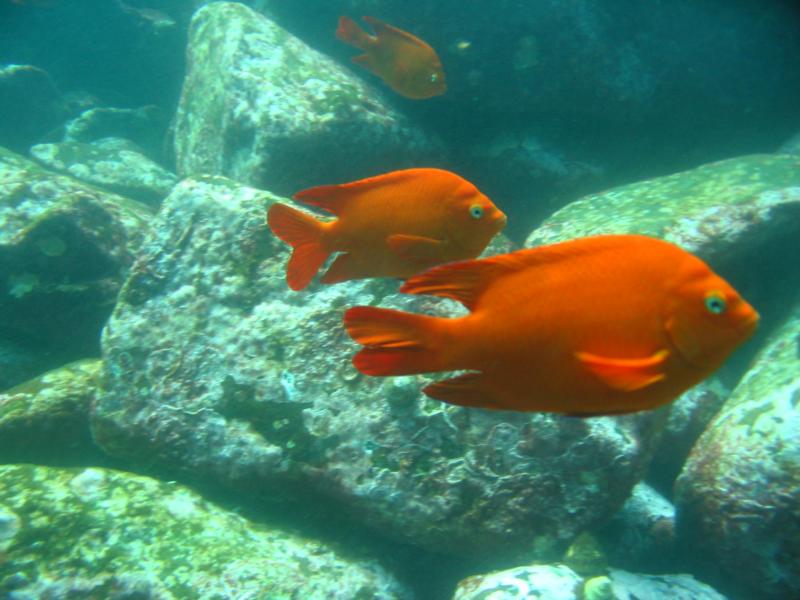 Garibaldi La Jolla Cove, CA