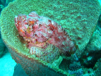 Scorpion Fish Curacao