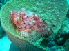 Scorpion Fish Curacao