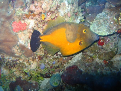 File Fish Roatan Honduras