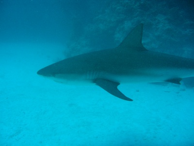 Reef Shark, Bahamas