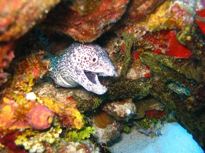 Moray, Cozumel, MX