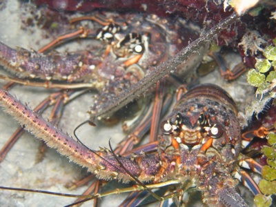 Lobster, Belize