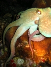 Octopus - Cozumel