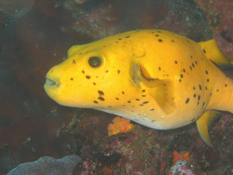 Guineafowl Puffer - Galapagos