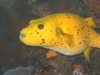 Guineafowl Puffer - Galapagos