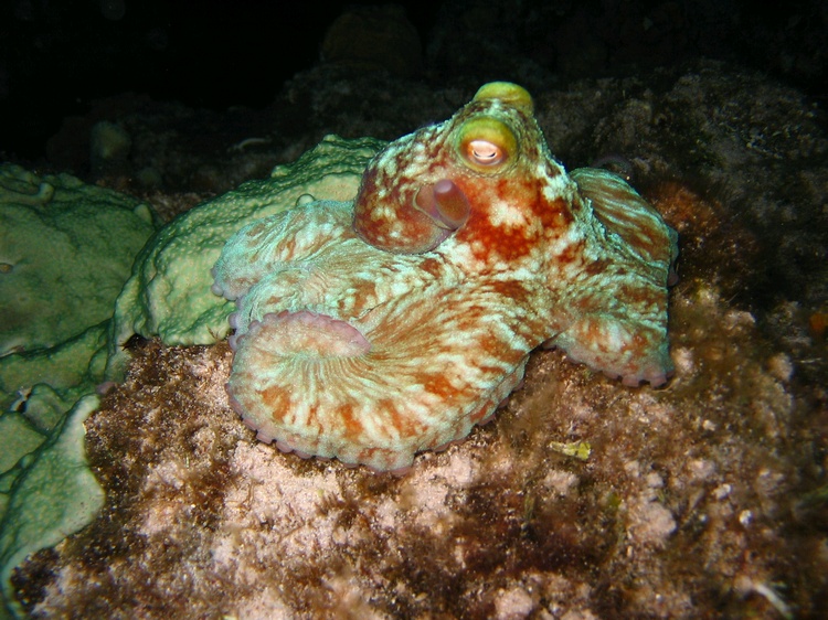 Octopus